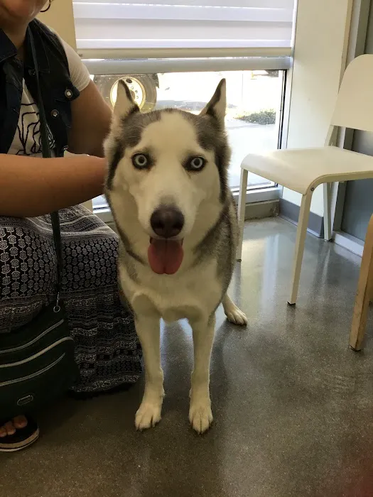 Little Tokyo Pet Clinic Picture 8