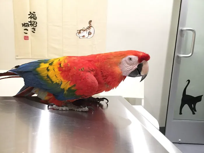 Little Tokyo Pet Clinic Picture 9