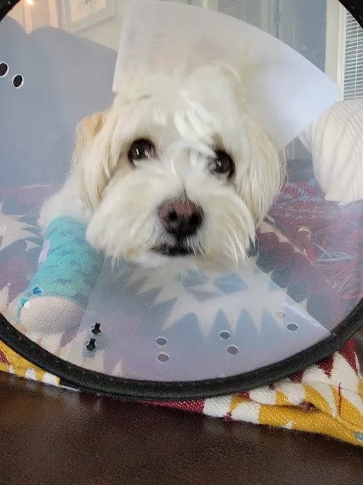 Grand Park Animal Hospital Picture 4