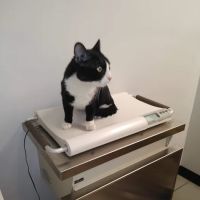 Los Angeles Veterinary Center ico