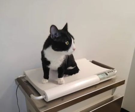 Los Angeles Veterinary Center