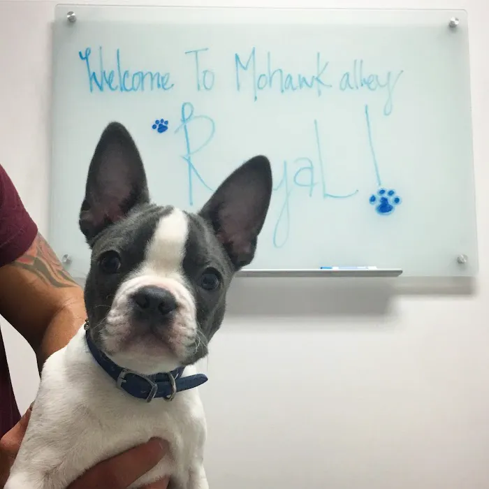 Mohawk Alley Animal Hospital Picture 2
