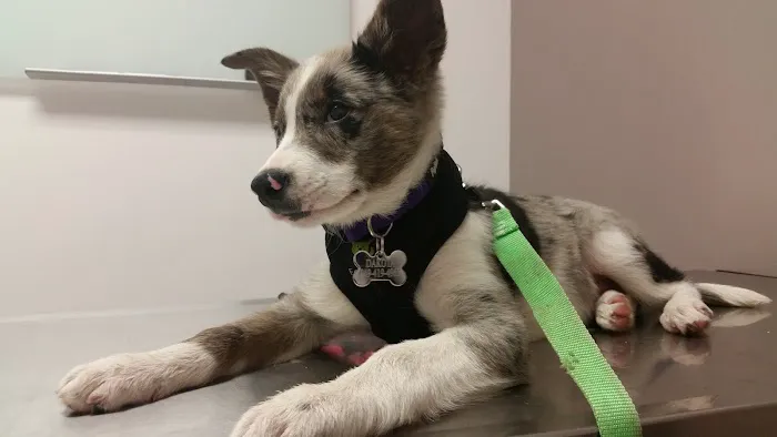 Mohawk Alley Animal Hospital Picture 5