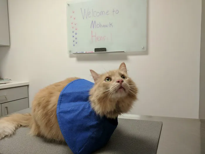 Mohawk Alley Animal Hospital Picture 10