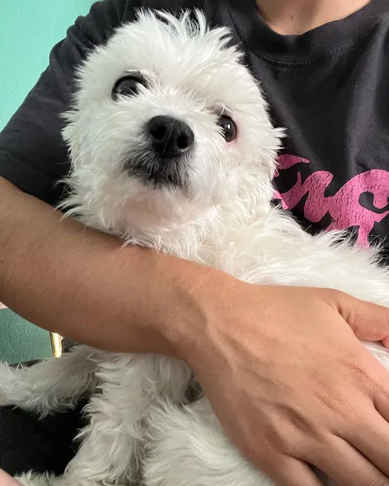 L A Central Animal Hospital Picture 2