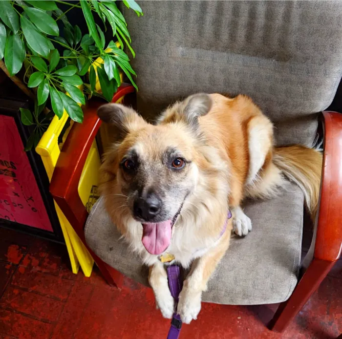 L A Central Animal Hospital Picture 4