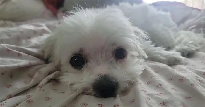 L A Central Animal Hospital Picture 10