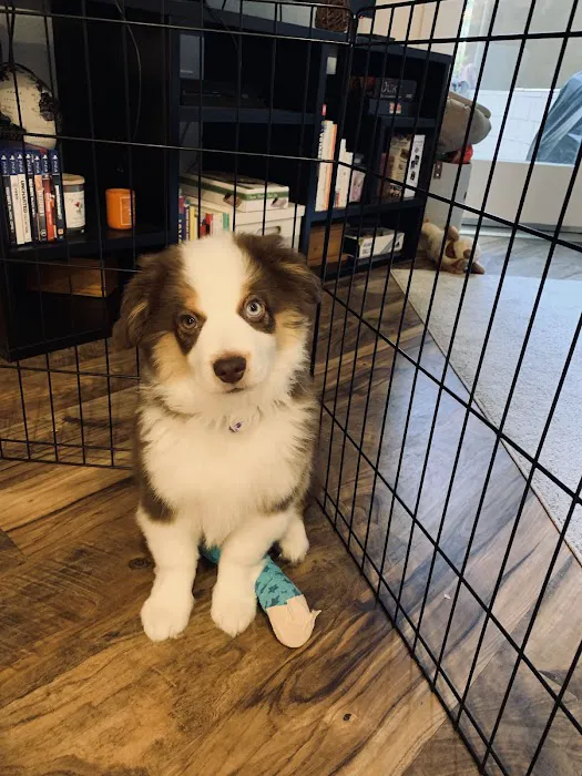 Ark Veterinary Care Picture 5