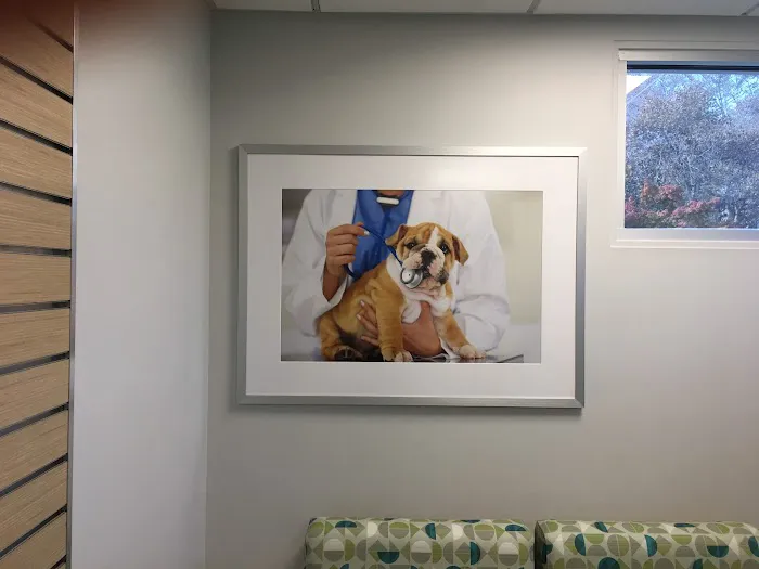 UNI Pet Clinic - San Jose Picture 3