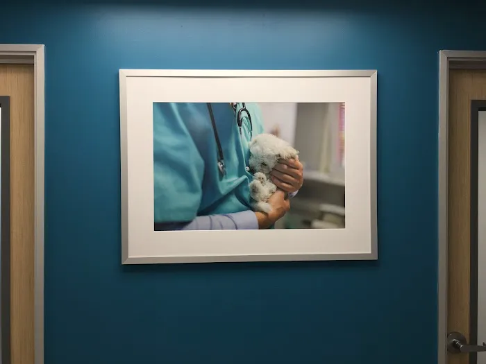UNI Pet Clinic - San Jose Picture 6