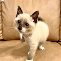 Banfield Pet Hospital ico