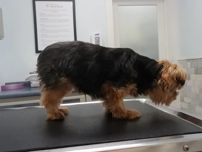 San Jose Animal Hospital Picture 1