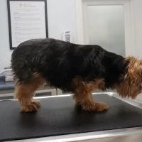 San Jose Animal Hospital ico