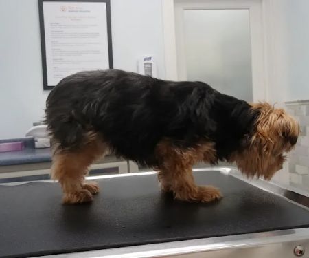 San Jose Animal Hospital