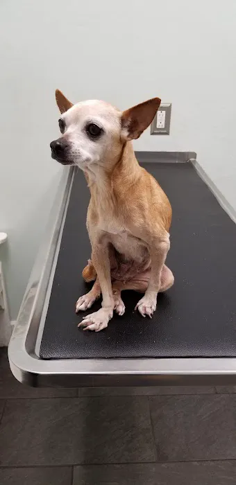San Jose Animal Hospital Picture 10
