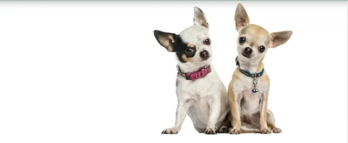 Story Road Animal Hospital Picture 2