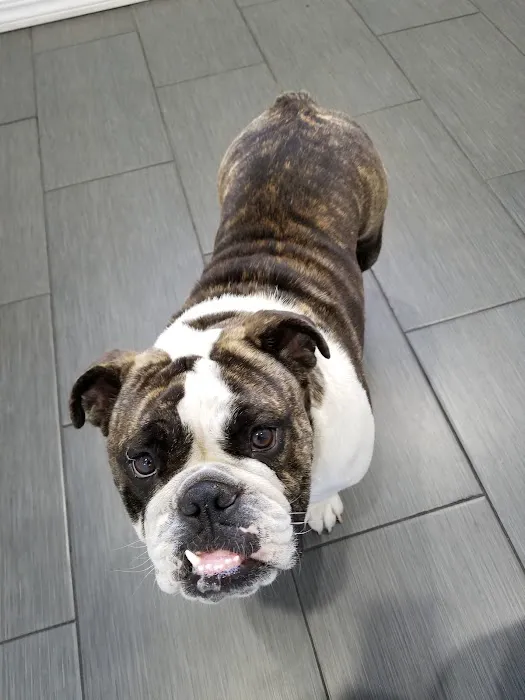 Story Road Animal Hospital Picture 5