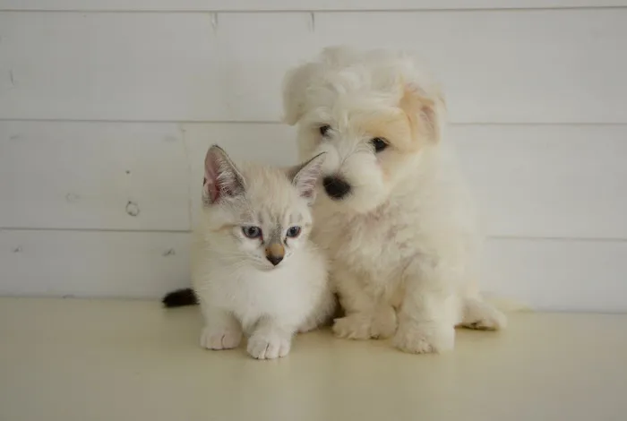Story Road Animal Hospital Picture 9