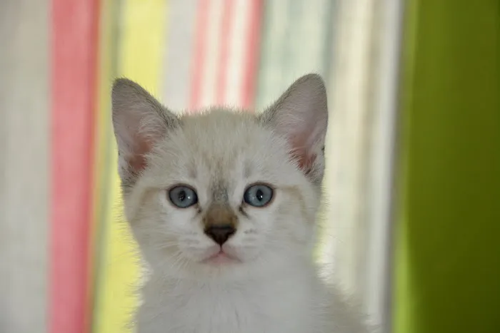 Story Road Animal Hospital Picture 8