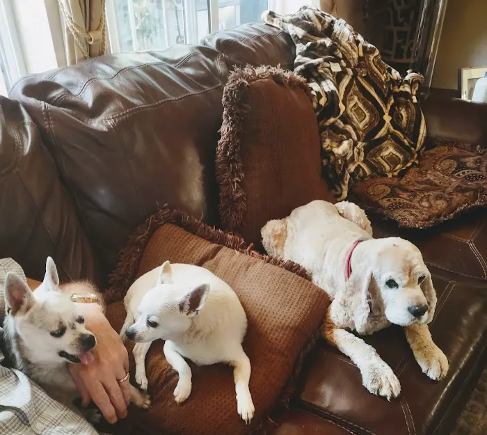 Story Road Animal Hospital Picture 7