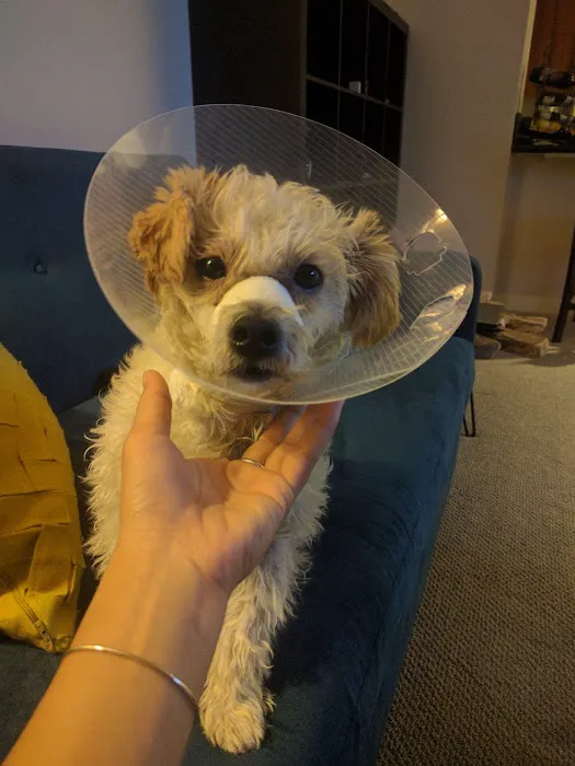 Lincoln Avenue Veterinary Clinic Picture 1