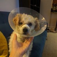 Lincoln Avenue Veterinary Clinic ico