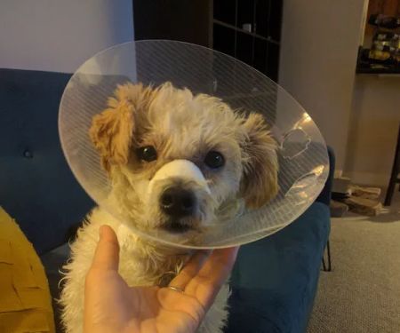 Lincoln Avenue Veterinary Clinic