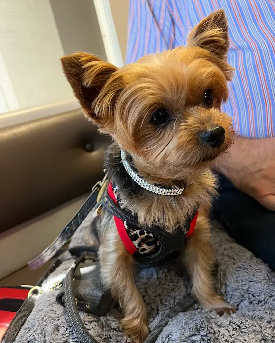 Willow Glen Pet Hospital Picture 9