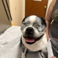 Burbank Pet Hospital ico