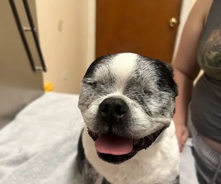 Burbank Pet Hospital