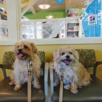 VCA Crocker Animal Hospital ico
