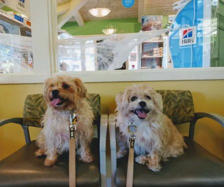 VCA Crocker Animal Hospital