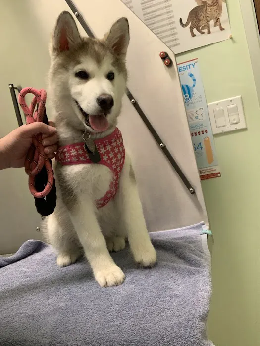 Curtner Pet Clinic & Hospital Picture 4