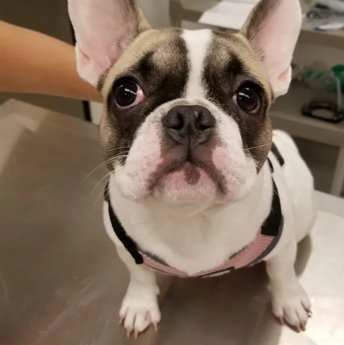 Curtner Pet Clinic & Hospital Picture 8