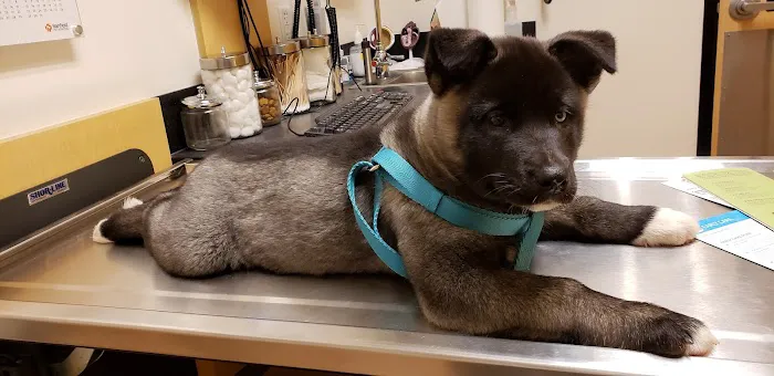 Banfield Pet Hospital Picture 10