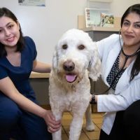 Alum Rock Animal Hospital ico