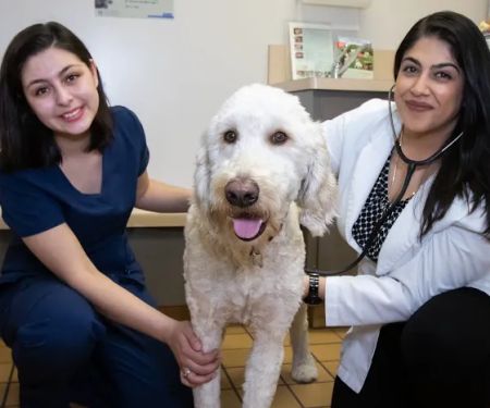 Alum Rock Animal Hospital