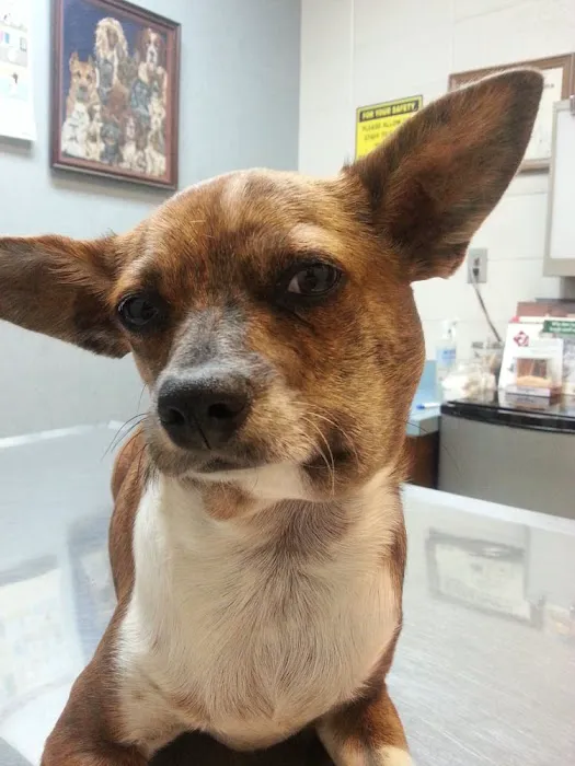 East Hills Veterinary Clinic Picture 3
