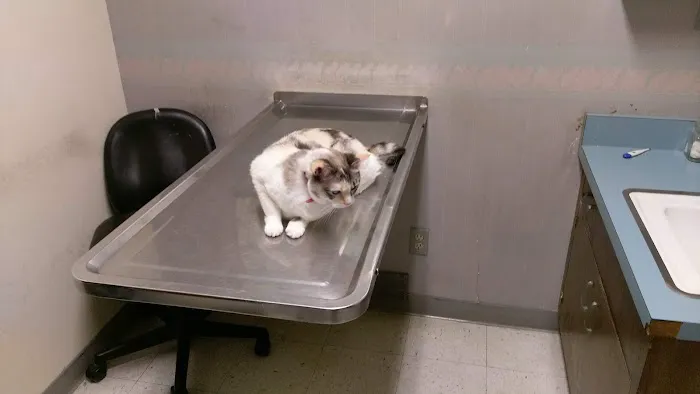 East Hills Veterinary Clinic Picture 5
