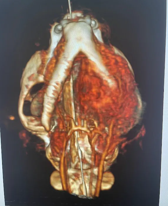 VetCTscan Picture 3