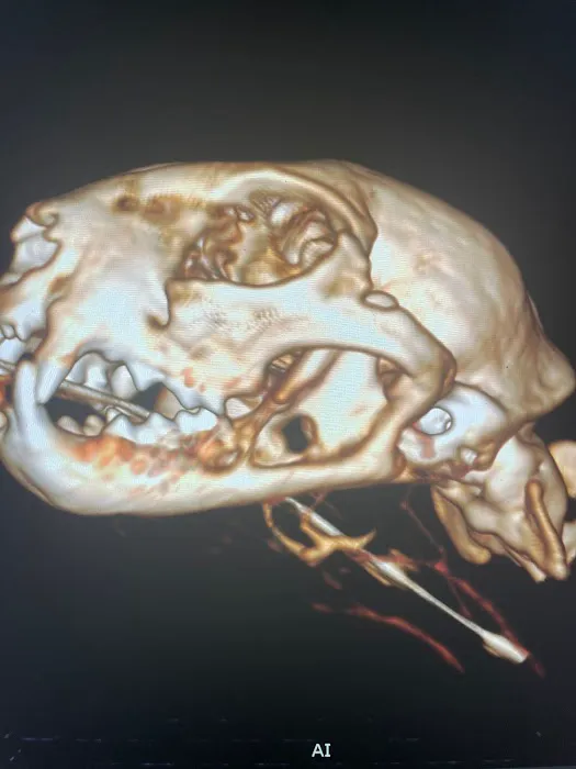 VetCTscan Picture 6