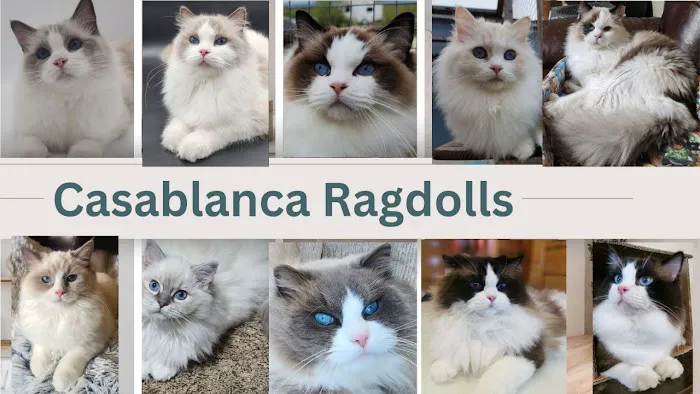 Casablanca Ragdolls Picture 1