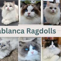 Casablanca Ragdolls ico