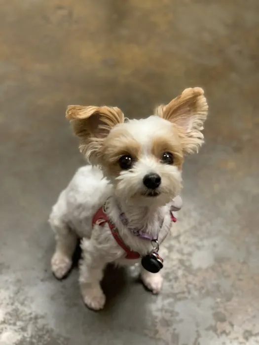 Austin Urban Veterinary Center Picture 8