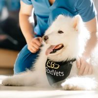 GoodVets East Austin ico