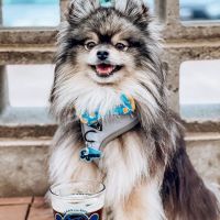 Animal Dermatology Clinic ico