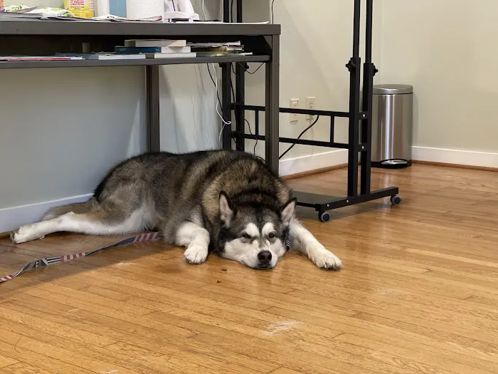 Animal Dermatology Clinic Picture 5
