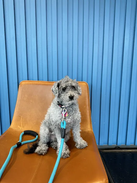 Thrive Pet Healthcare - East Austin Picture 3