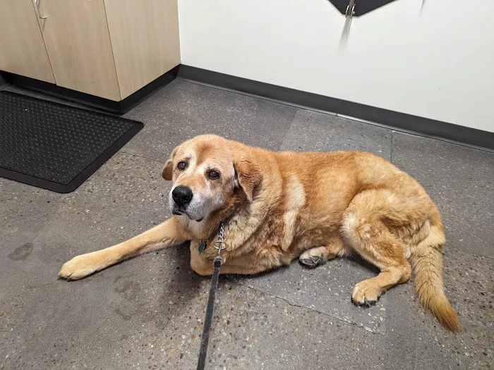 Thrive Pet Healthcare - East Austin Picture 5