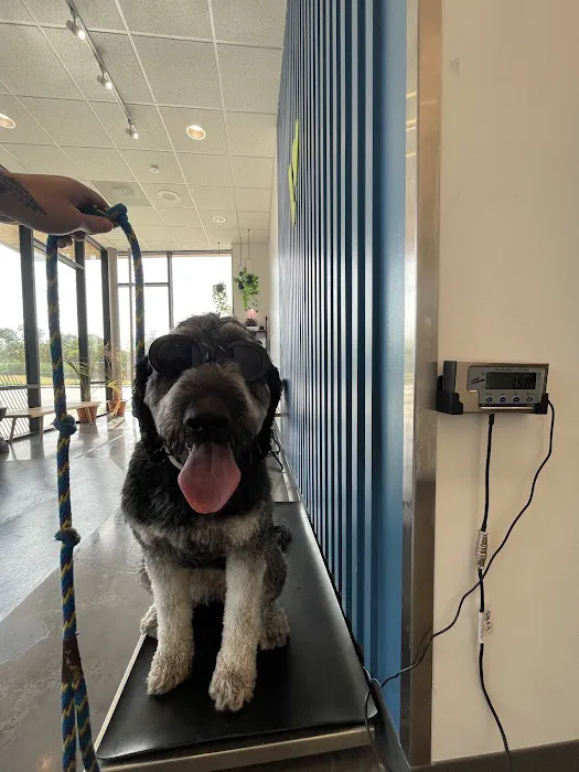 Thrive Pet Healthcare - East Austin Picture 4